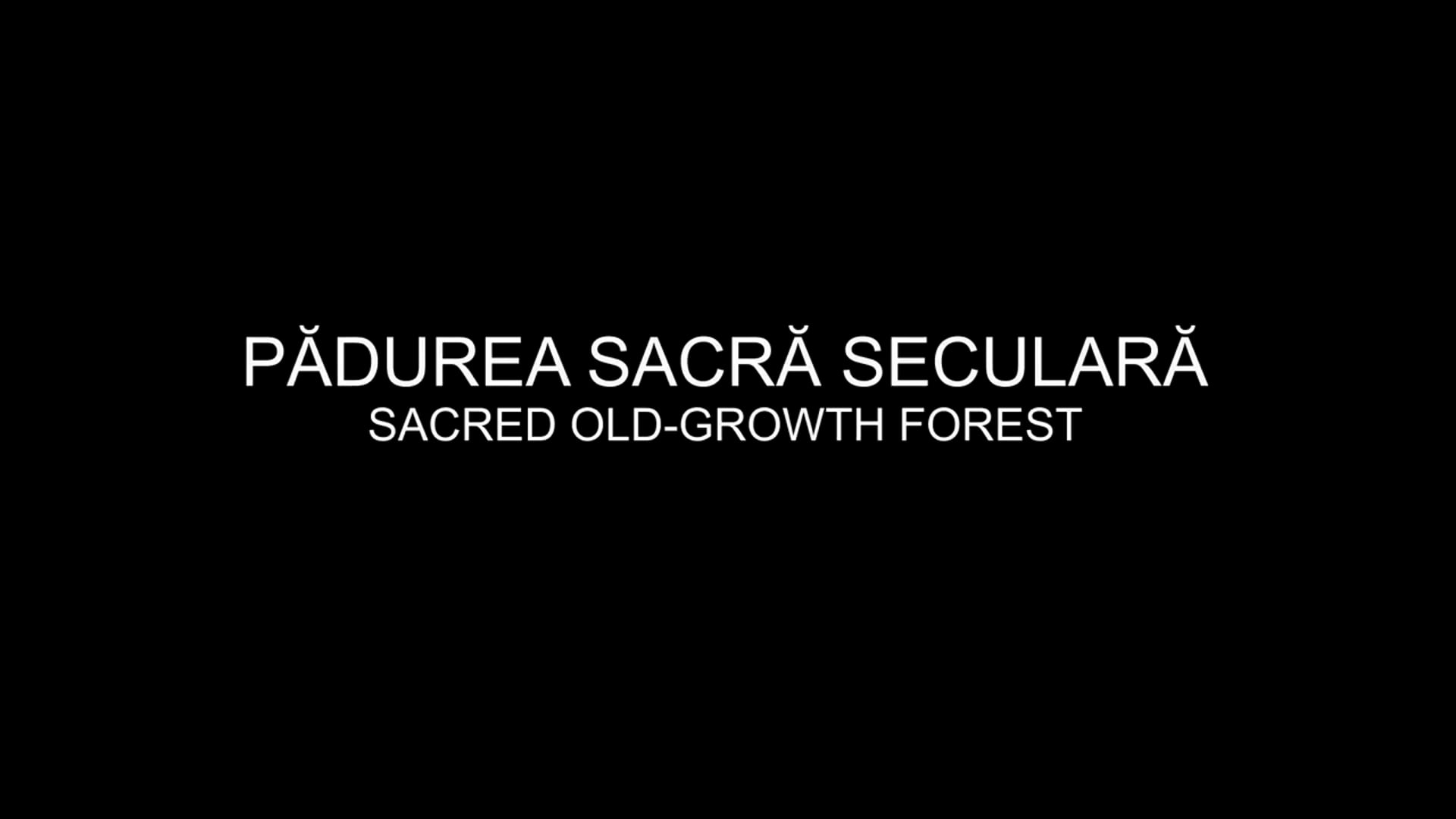 PADUREA SACRA SECULARA (Sacred old-growth forest).mp4 thumbnail